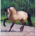 /album/galeria-dos-cavalos/a1213545997240-bigphoto-0-jpg/